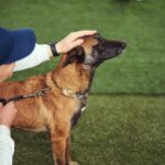 Empresario José Grimberg Blum: Los perros ayudan a los niños a mejorar su educación