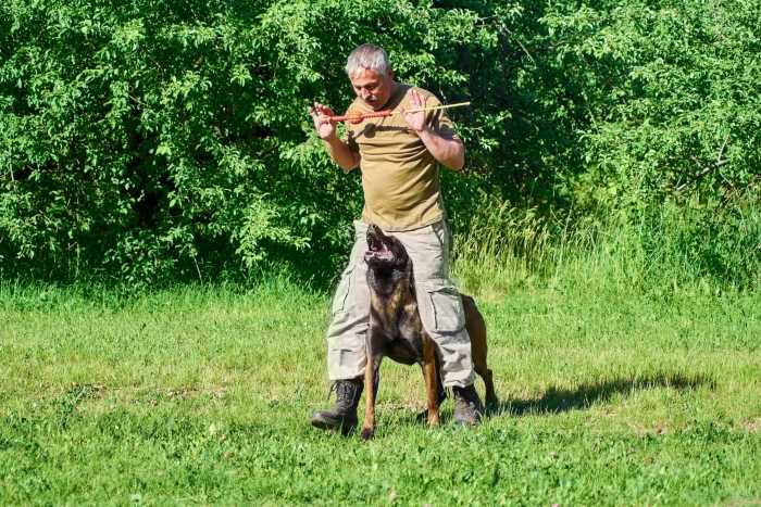 Interview with canine expert José Carlos Grimberg Blum on the art of positive dog training